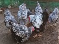 Разплодни яйца от Виандот сребро,легбар и маран., снимка 1 - Кокошки и пуйки - 44357733