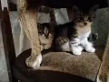 Подарявам котенца, снимка 3