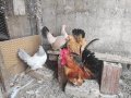 Продавам кокошки шабо, снимка 3