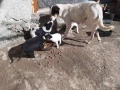 уникални кученца подарявам!, снимка 3