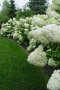 Хортензия паникулата Лаймлайт, Hydrangea Limelight за супер слънце, снимка 1 - Градински цветя и растения - 42527662