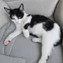 Коте на два месеца и половина, снимка 2