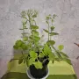 Лечебна Дебела Мара комплект , снимка 4