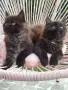 Котенца Мейн Кун , снимка 1