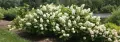 Hydrangea quercifolia (Дъболистна хортензия), снимка 2