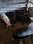 Продавам прасета , снимка 12