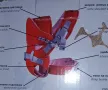 Предлагам ново бебешко кенгуро , снимка 3