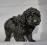 пудел / пуделчета, снимка 3