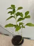 Stachytarpheta Стахитарпета екзотично растение , снимка 2