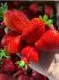 Продавам разсад ягоди , снимка 4