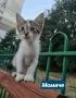 Три котенца сирачета търсят домове, снимка 3