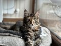 Котенце Мейн Куун, снимка 1 - Мейн кун - 40838544