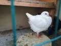 Продавам гълъби-чифт--Американски Кинг--, снимка 2