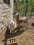 Продавам англонубийски ярета, снимка 8