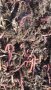 Биотор от червени калифорнийски червеи в чували (вермикмпост, лумбрикомпост, биохумус), снимка 9
