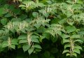 Japanese knotweed (Polygonum cuspidatum) Ресвератрол Емодин Полидатин, стоп на възпалението