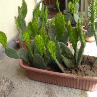 Саксии с незамръзващ кактус  , снимка 14 - Стайни растения - 41240742