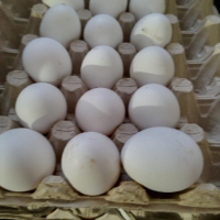 яйца за разплод или консумация, снимка 2 - Кокошки и пуйки - 44533141