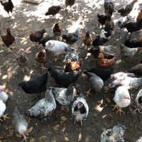 Големи КАТУНСКИ пилета, снимка 9 - Кокошки и пуйки - 41337228