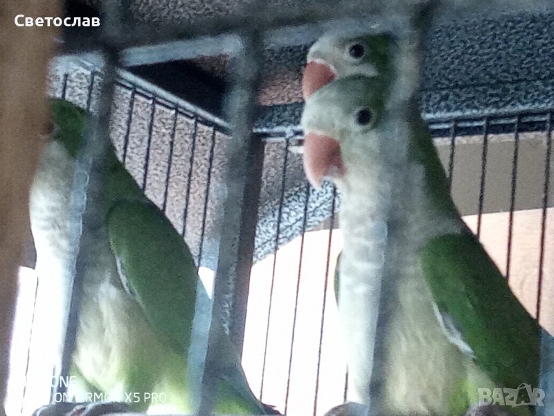 Свободни папагали Монашески И Пирура Молина, снимка 1