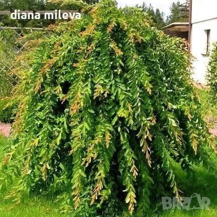 Плачеща върба, Salix Integra Pendula, снимка 1