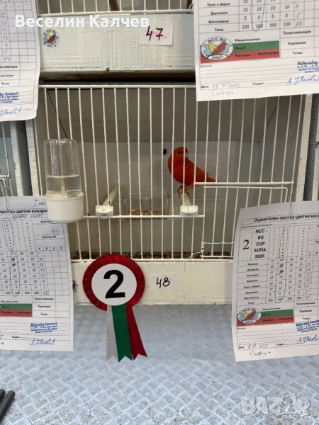 Канарчета, снимка 1