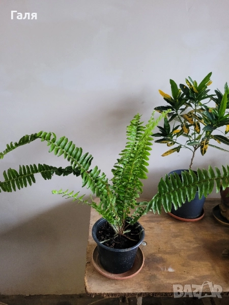 Папрат , снимка 1