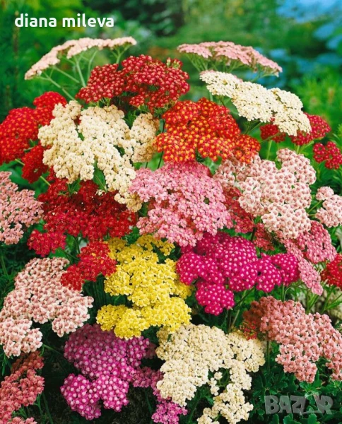 Равнец - промо пакет от 4 различни цвята!!, снимка 1