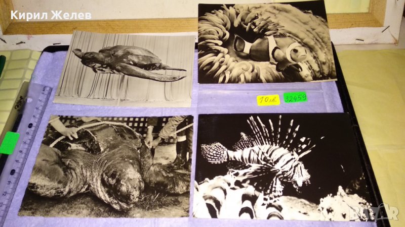 ЛОТ ЧЕТИРИ СТАРИ ПОЩЕНСКИ КАРТИЧКИ МОРСКА ФАУНА - НЕМСКИ КРАСИВИ 32459, снимка 1