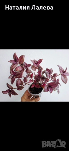 Традесканция, tradescantia Danny Lee, снимка 1