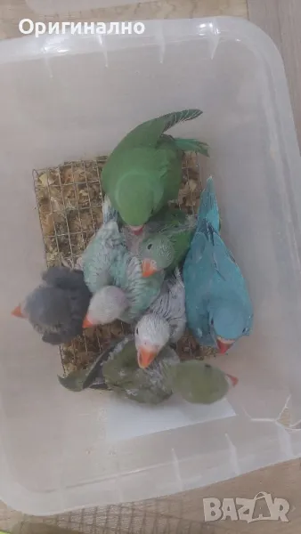 Малък александър , снимка 1