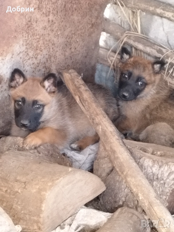 Белгийски овчарки, снимка 1