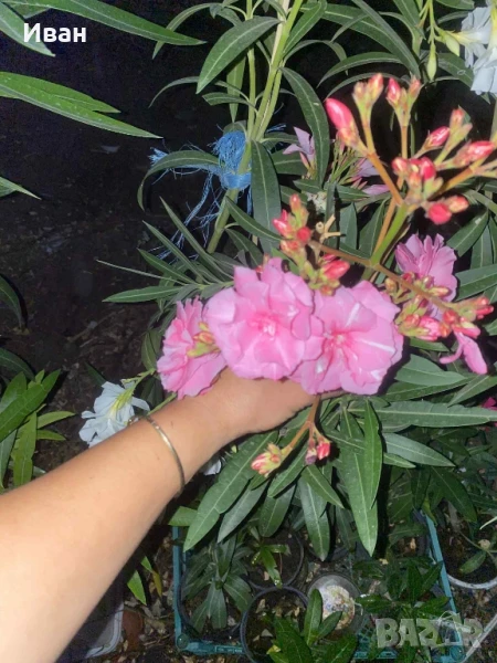 олеандър зокум, снимка 1
