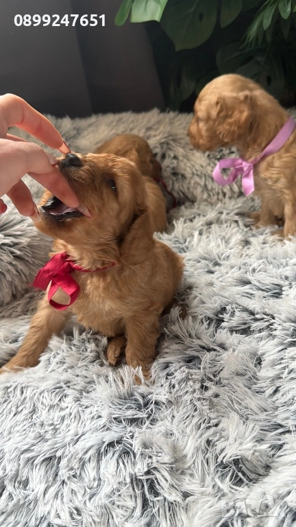 Кокер шпаньол, снимка 1