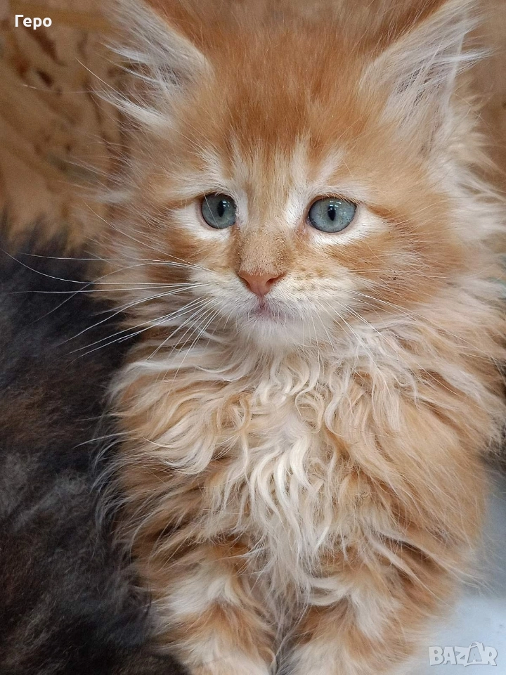 Мейн Куун , снимка 1