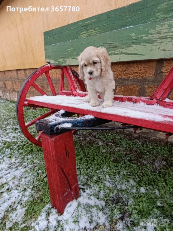 Американски кокер шпанол, снимка 1