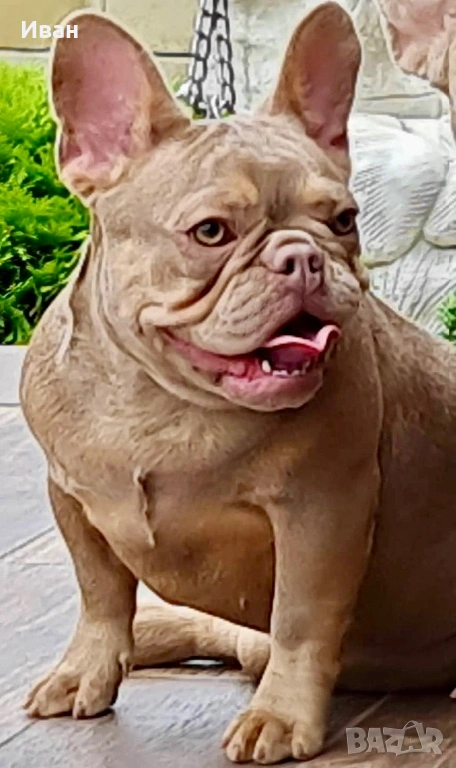 Френски Булдог, снимка 1