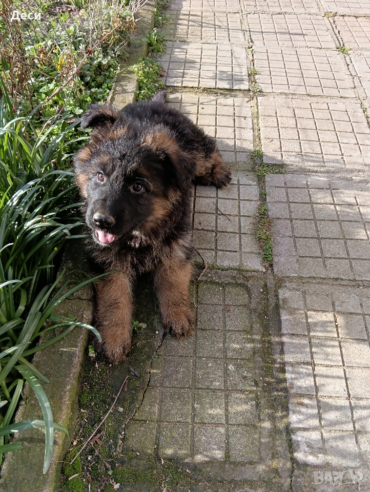 немска овчарка, снимка 1