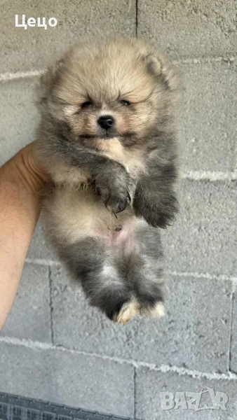 Померан момче, снимка 1