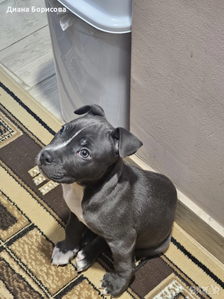 мъжко американско були хл, снимка 1