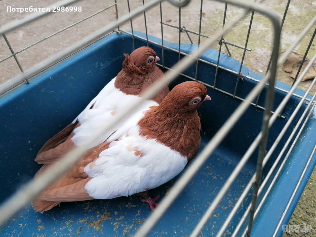 Гълъби бирмани, снимка 1