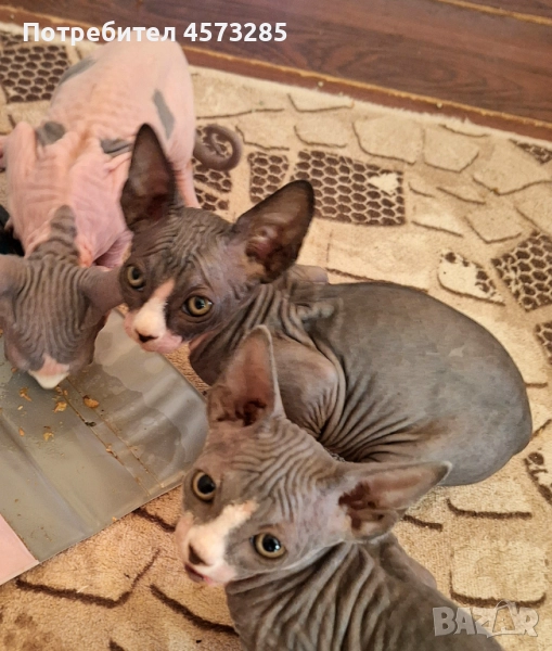 Котка сфинкс , снимка 1