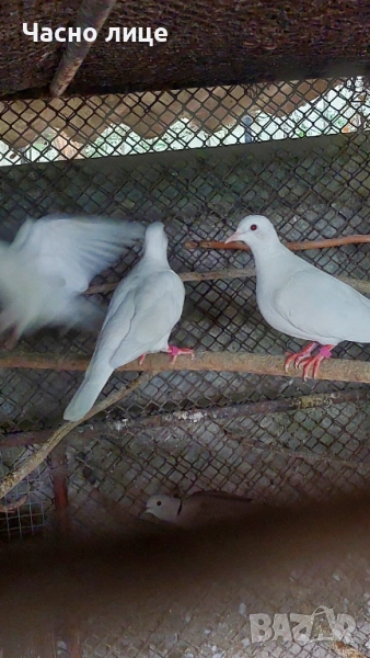 Бяли смеещисе гугутки , снимка 1