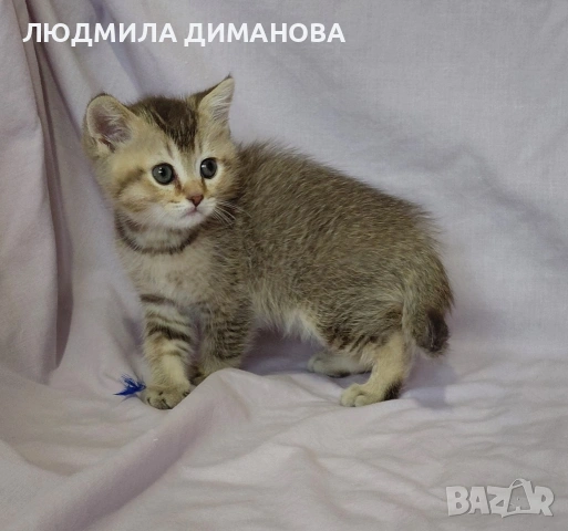 Шотландско мъжко златна чинчила , снимка 2 - Британска късокосместа - 53580083