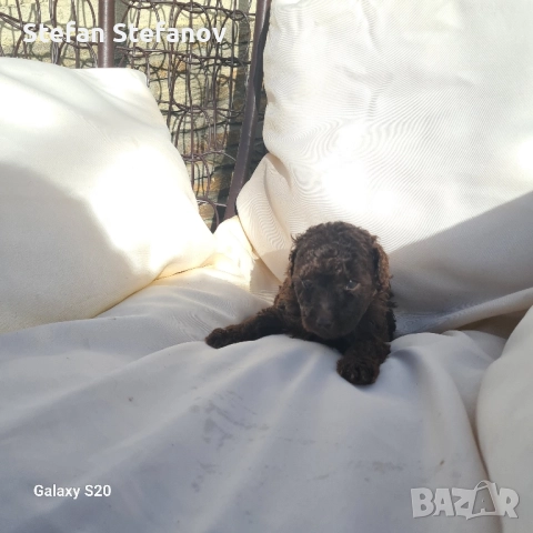 Пудели шоколад, снимка 5 - Пудели - 51364708