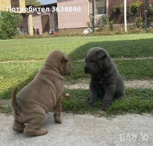 Шар-пей , снимка 3 - Шар пей - 51899179