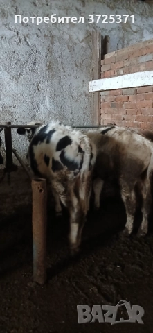 Продавам 2 бр телета , снимка 3 - Крави - 52905013