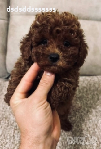 Продавам той пудел 