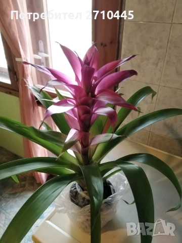 Красиво цвете, снимка 2 - Стайни растения - 52365464