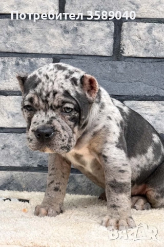 American Bully XL, снимка 2 - Други - 52942066